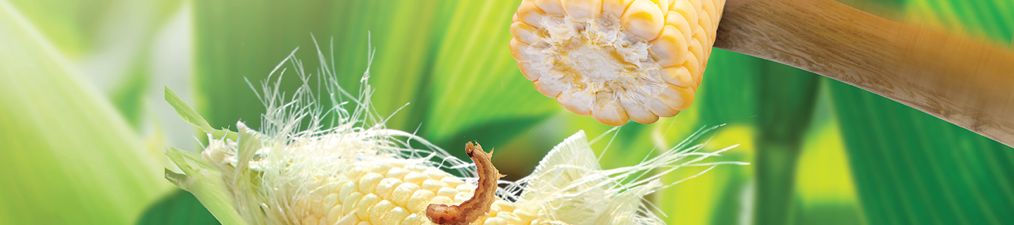 close up of corn on the cob with insect on it