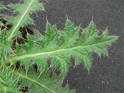 Close up of Canada Thistle