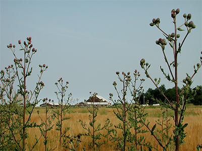 Canada thistle patch in field