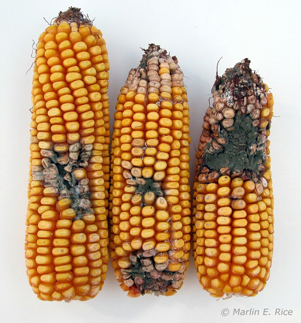 Ear mold colonies established in Western bean cutworm feeding sites.