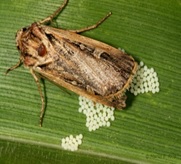 Western bean cutworm female depositing eggs