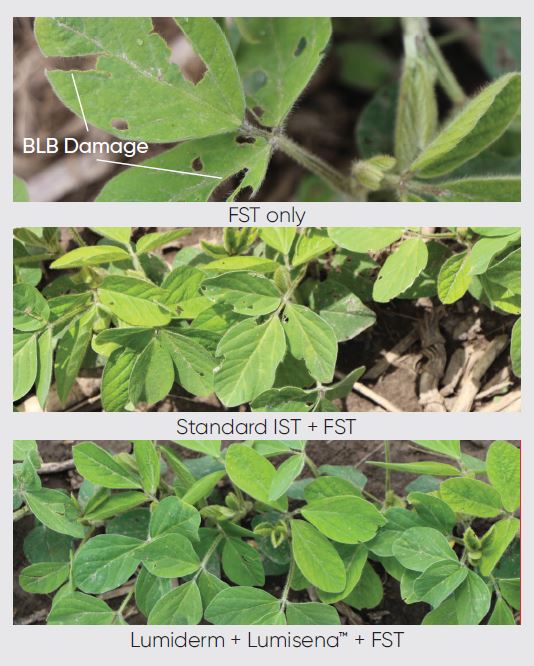 plot comparison for lumiderm against leaf beetle on soybeans