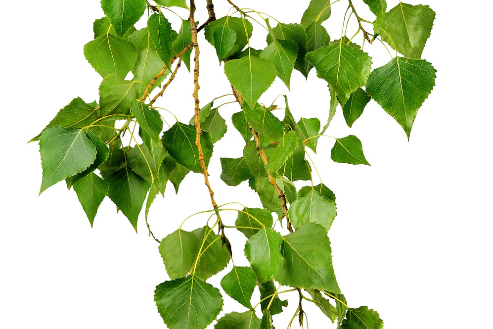 close up of black poplar leaves