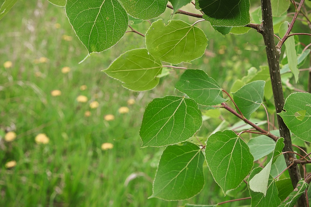 Black poplar tree leaves