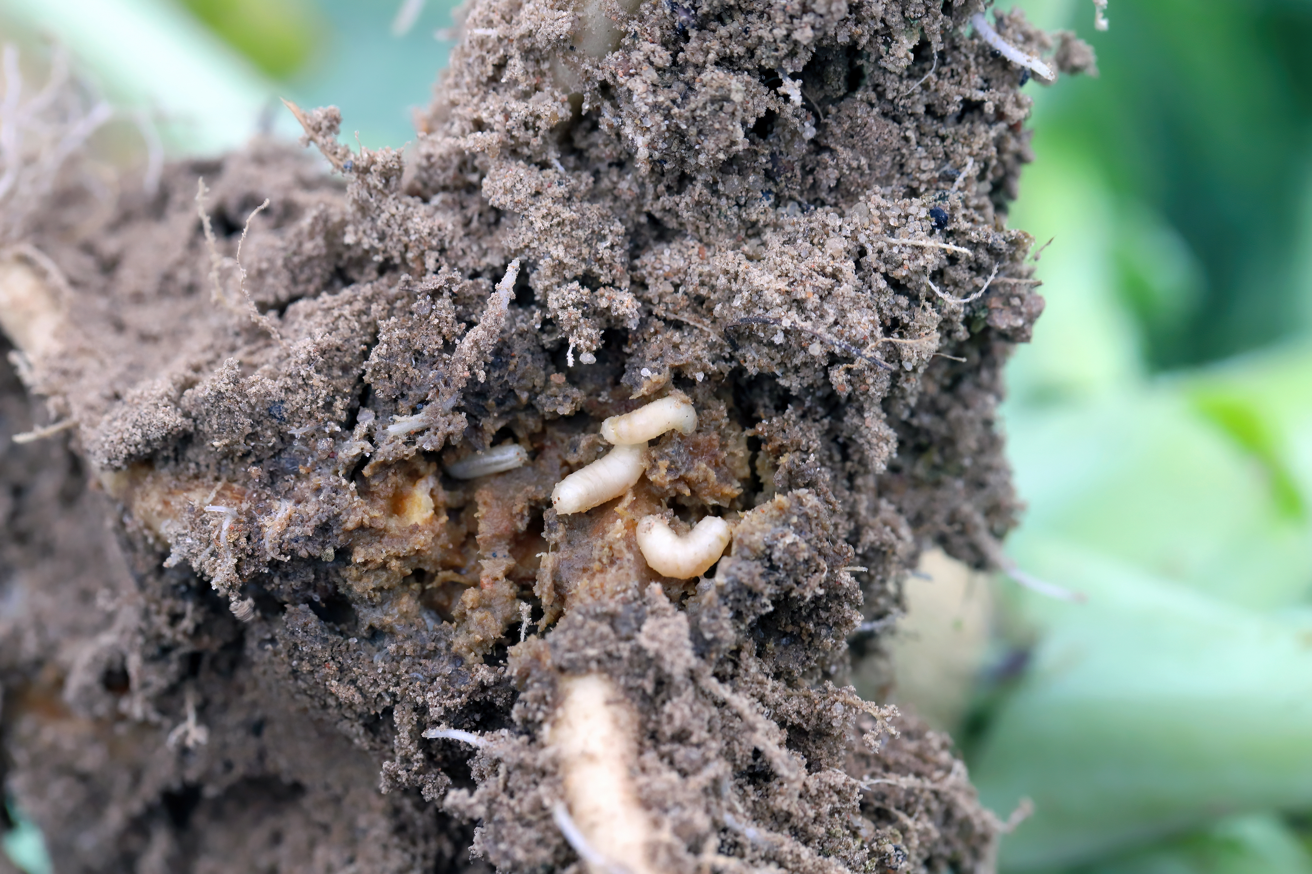 corn maggot crop damange on roots