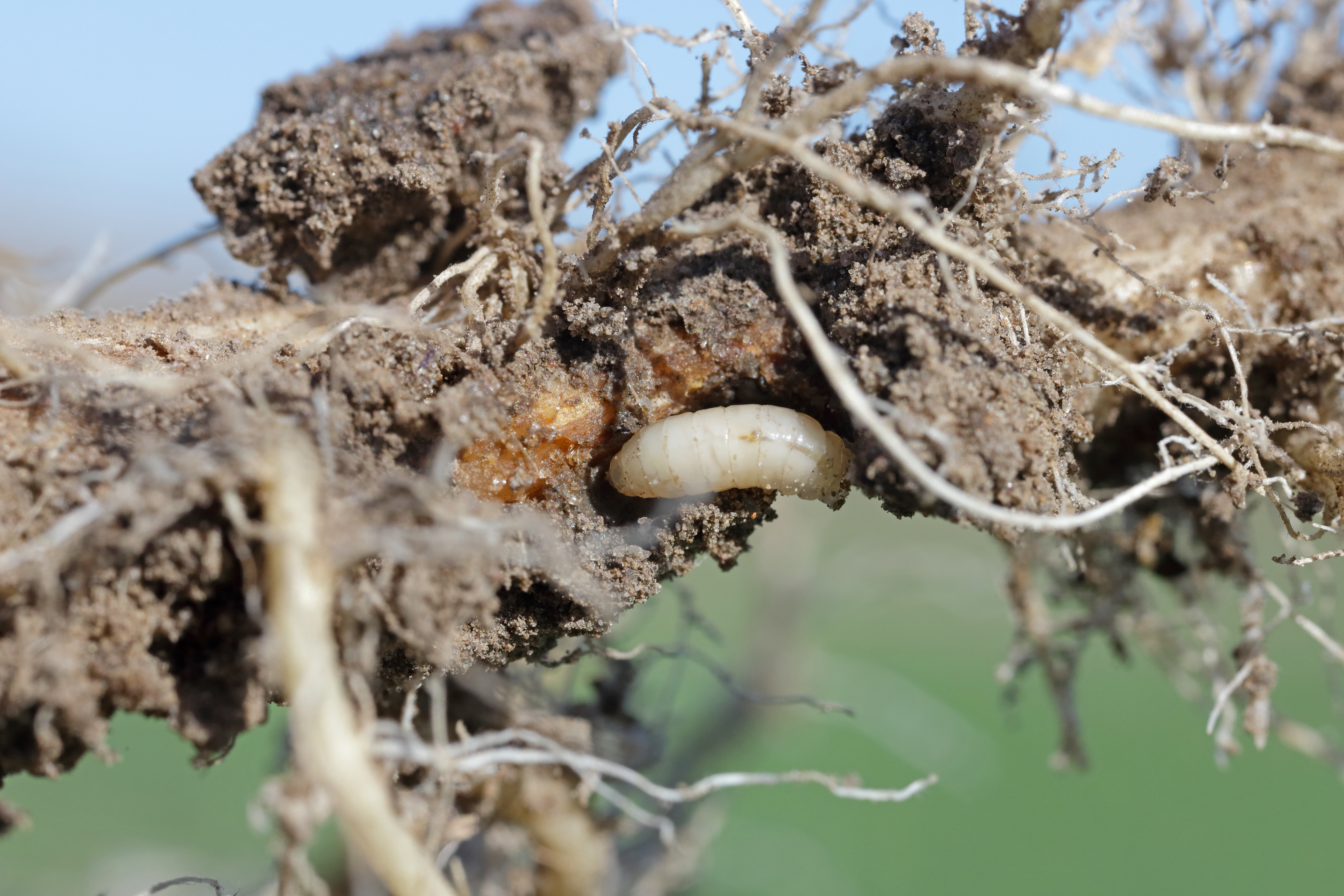 corn maggot crop damange