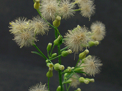 Canada fleabane weed in bloom