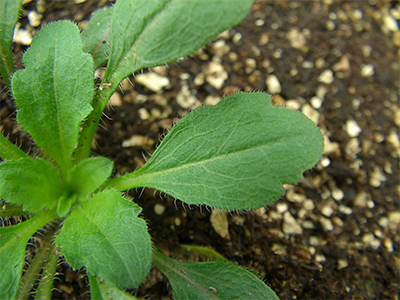 Canada fleabane close up