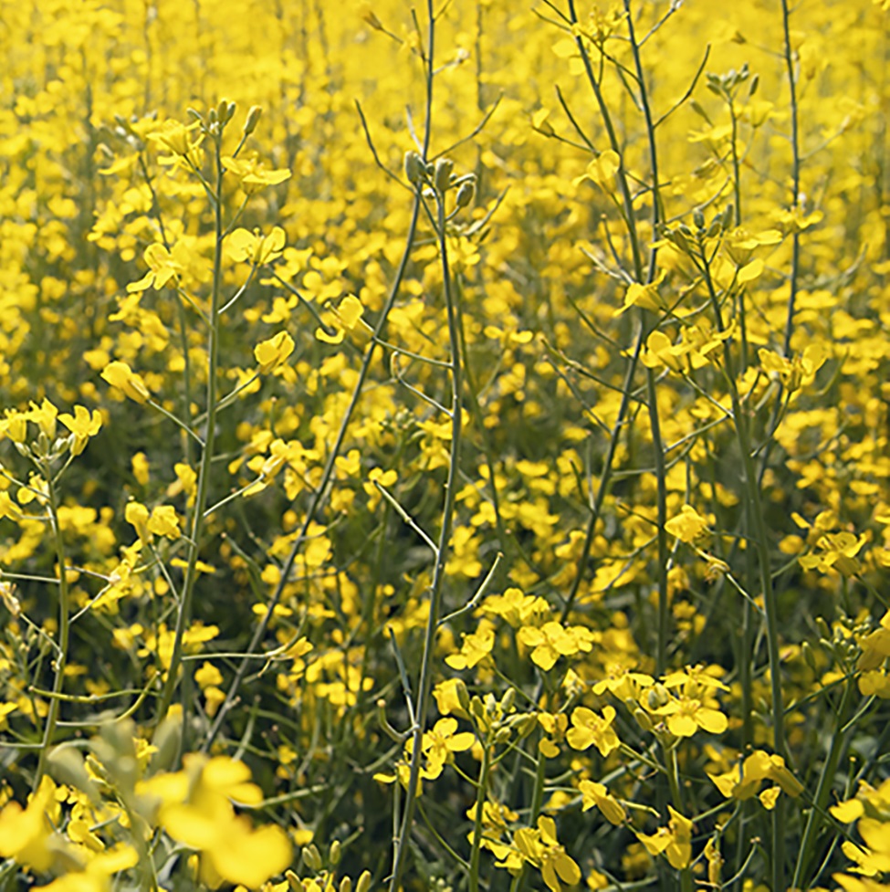 canola field close up