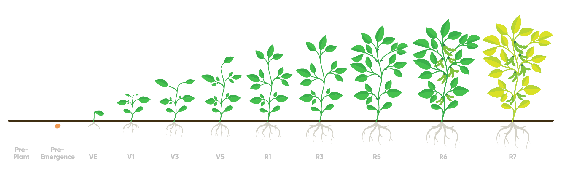 soybean stages