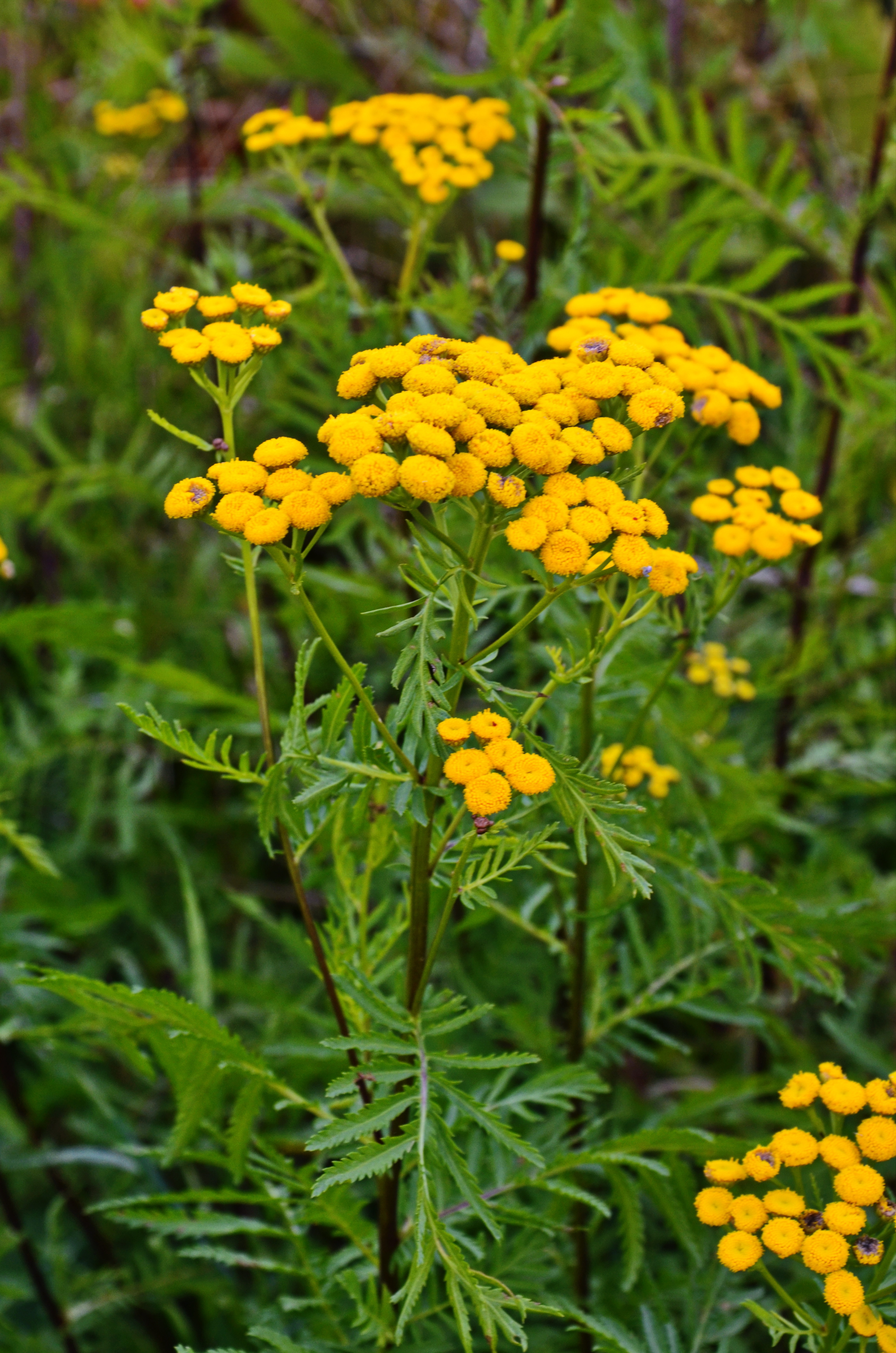 Weed patch of common tansy plant