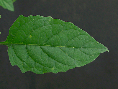 Eastern black nightshade leaf