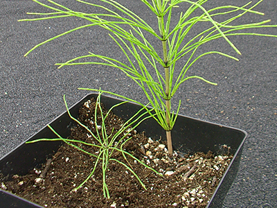 horsetail weed