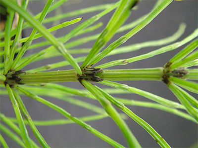 horsetail weed close up