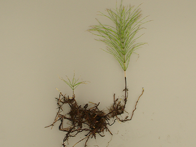 horsetail with root