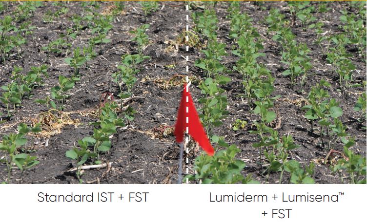 lumisena and lumiderm plot comparison at kelburn farm