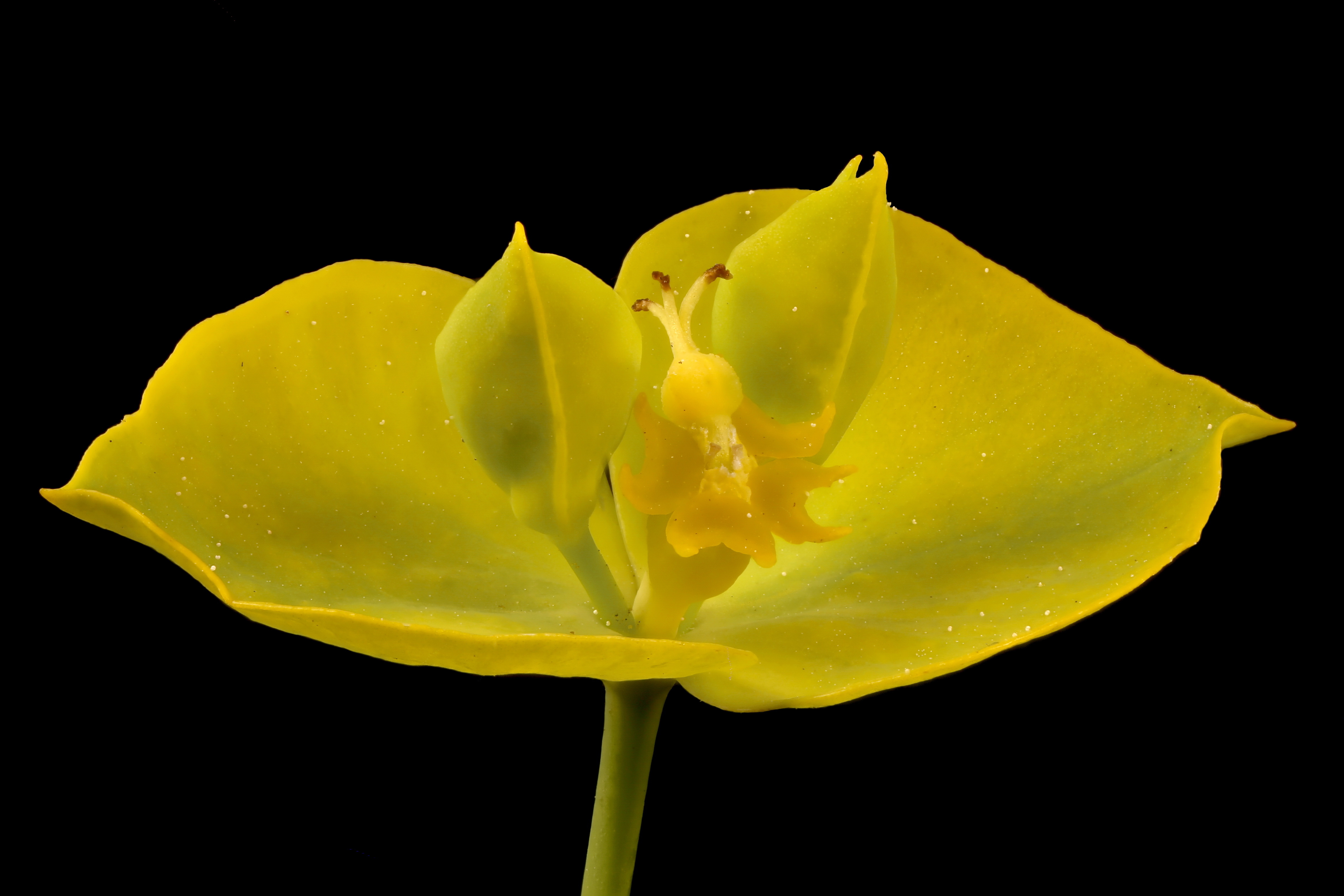 leafy spurge plant