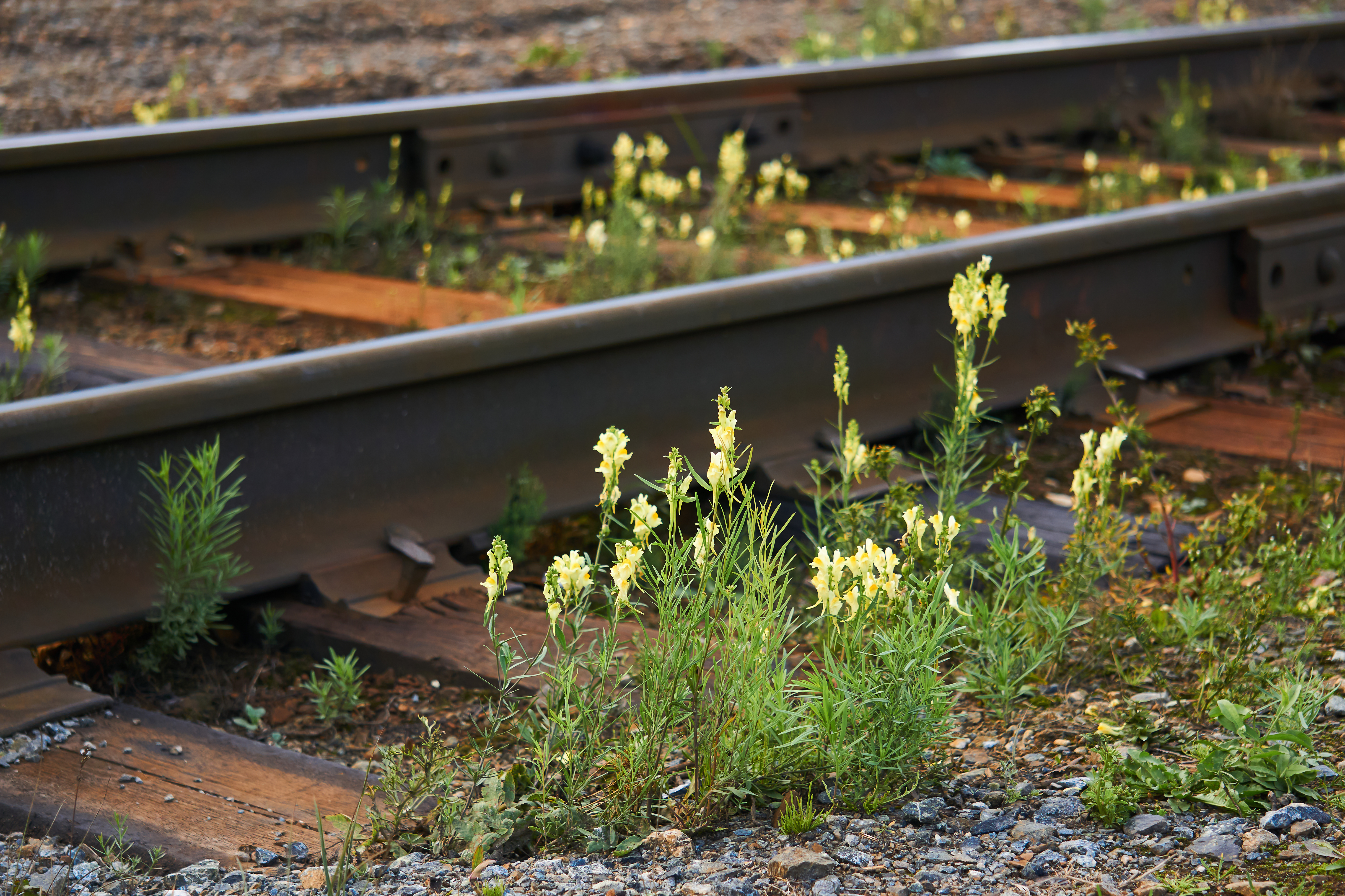 common toadflax plant next to railroad