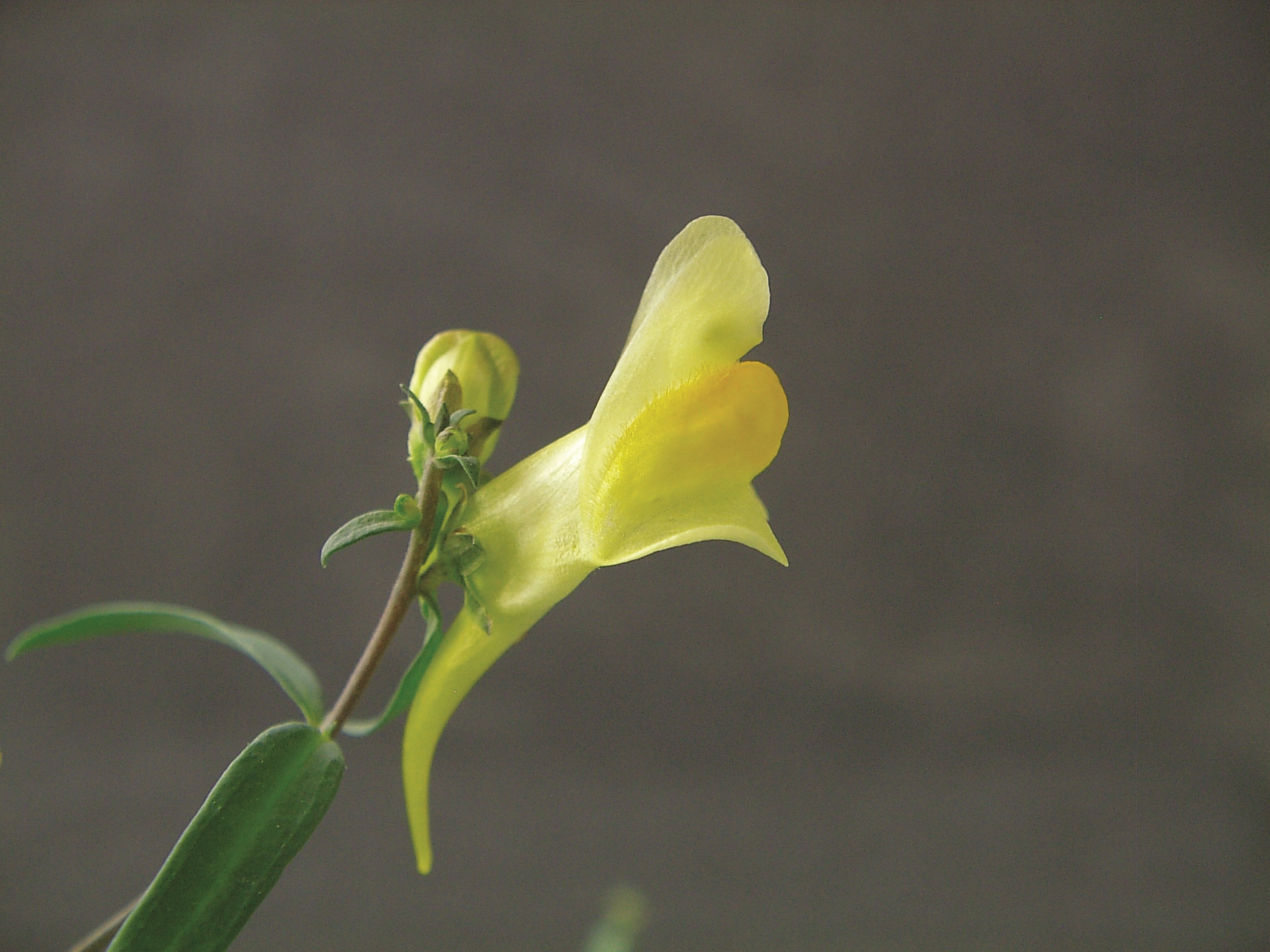 common toadflax flower