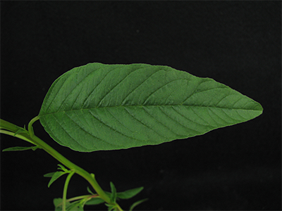 waterhemp leaf