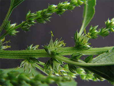 waterhemp weed close up