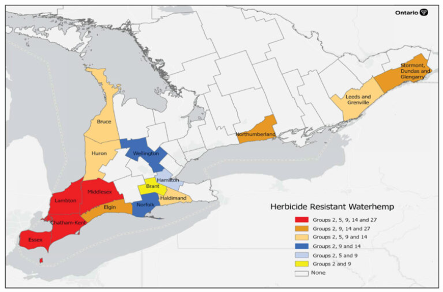 Waterhemp Resistance and Distribution in Ontario