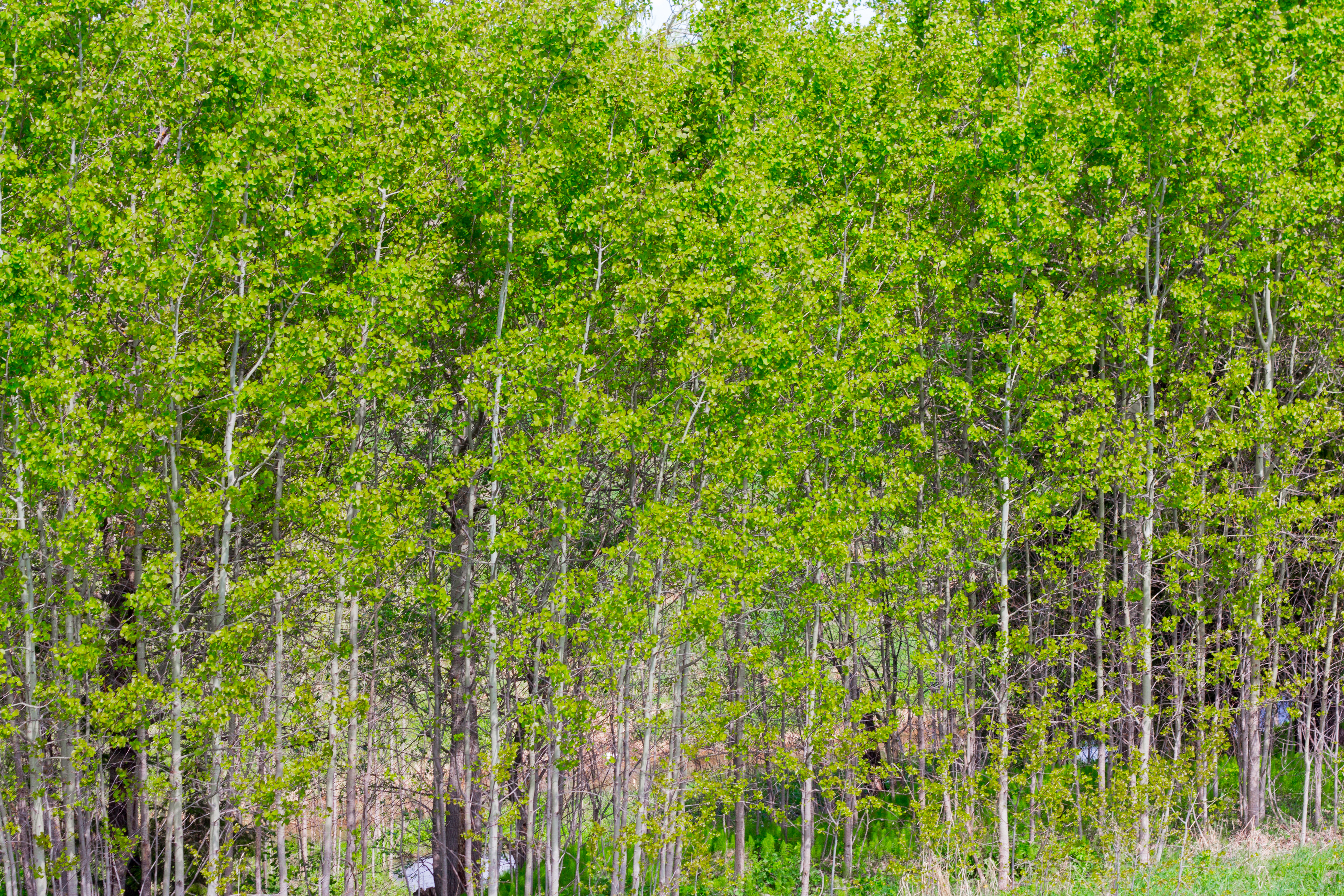 white poplar trees