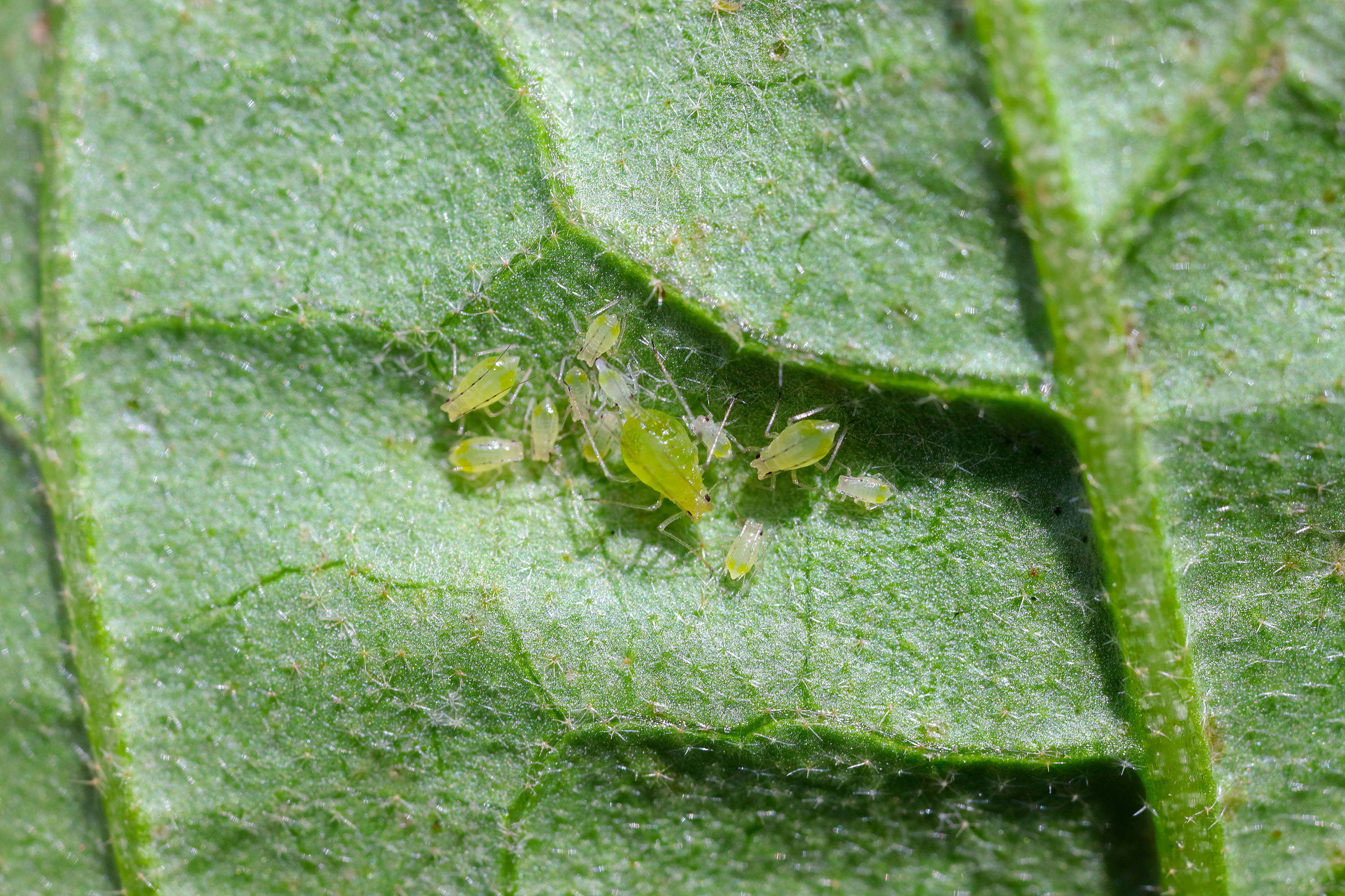 aphids on green potato leaf