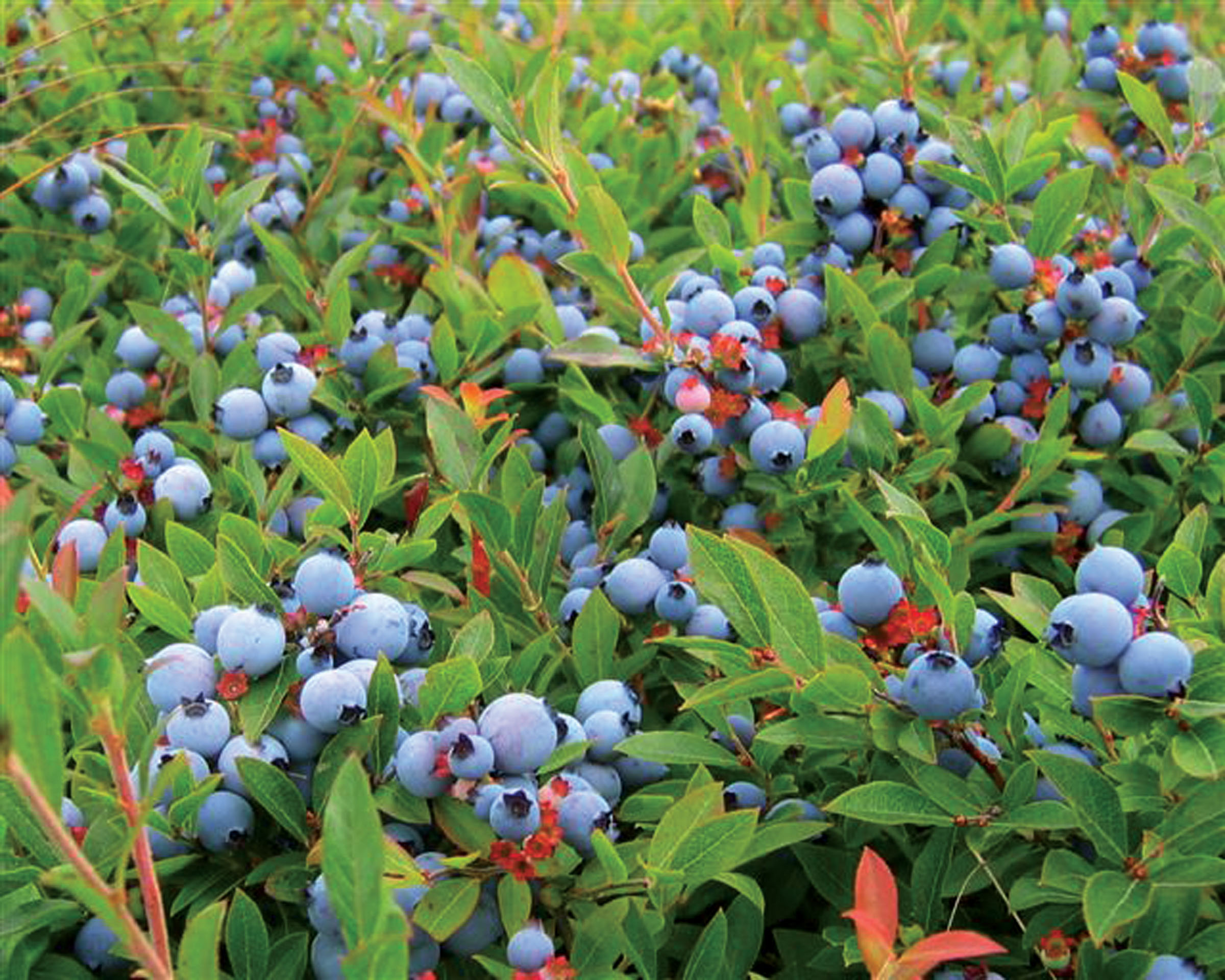 low bush blueberries