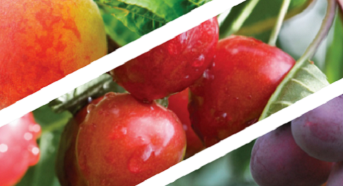 stone fruits