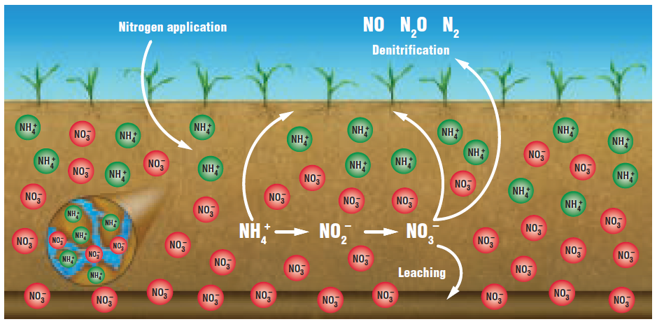 What happens to applied nitrogen? 