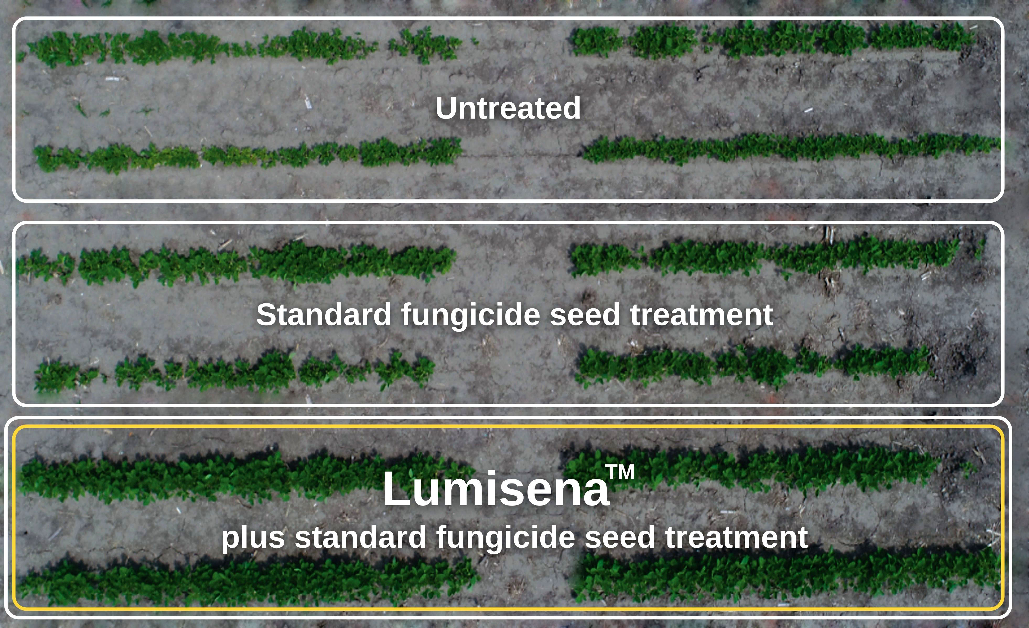Plot comparisons for untreated, standard treatment and treatment with lumisena