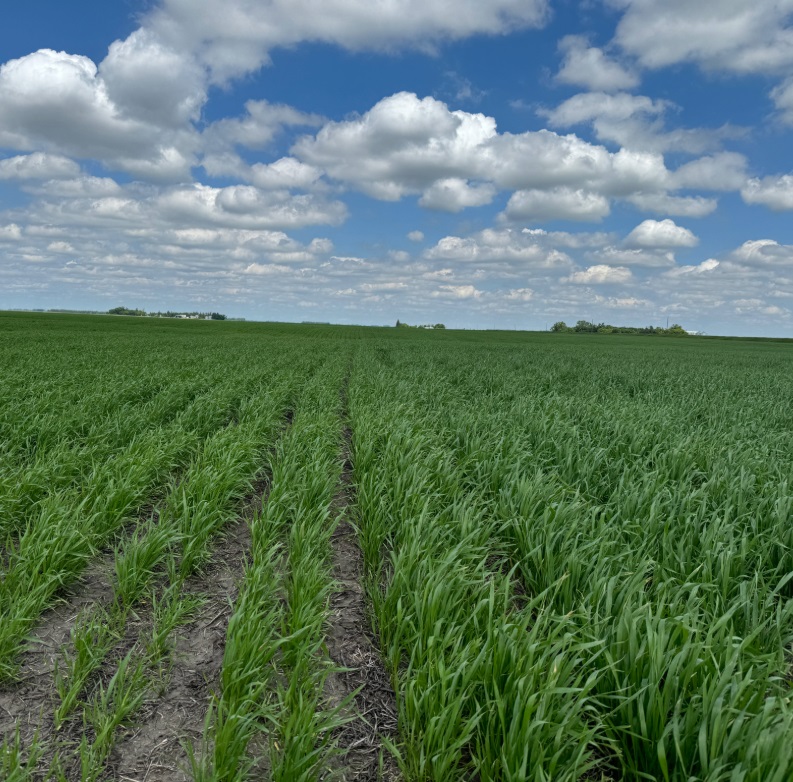 fortified stimulate on wheat yield difference