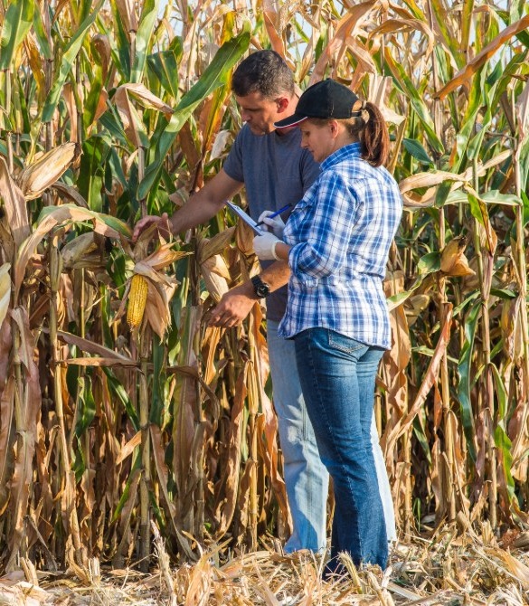 two agricultural experts analyzing corn
