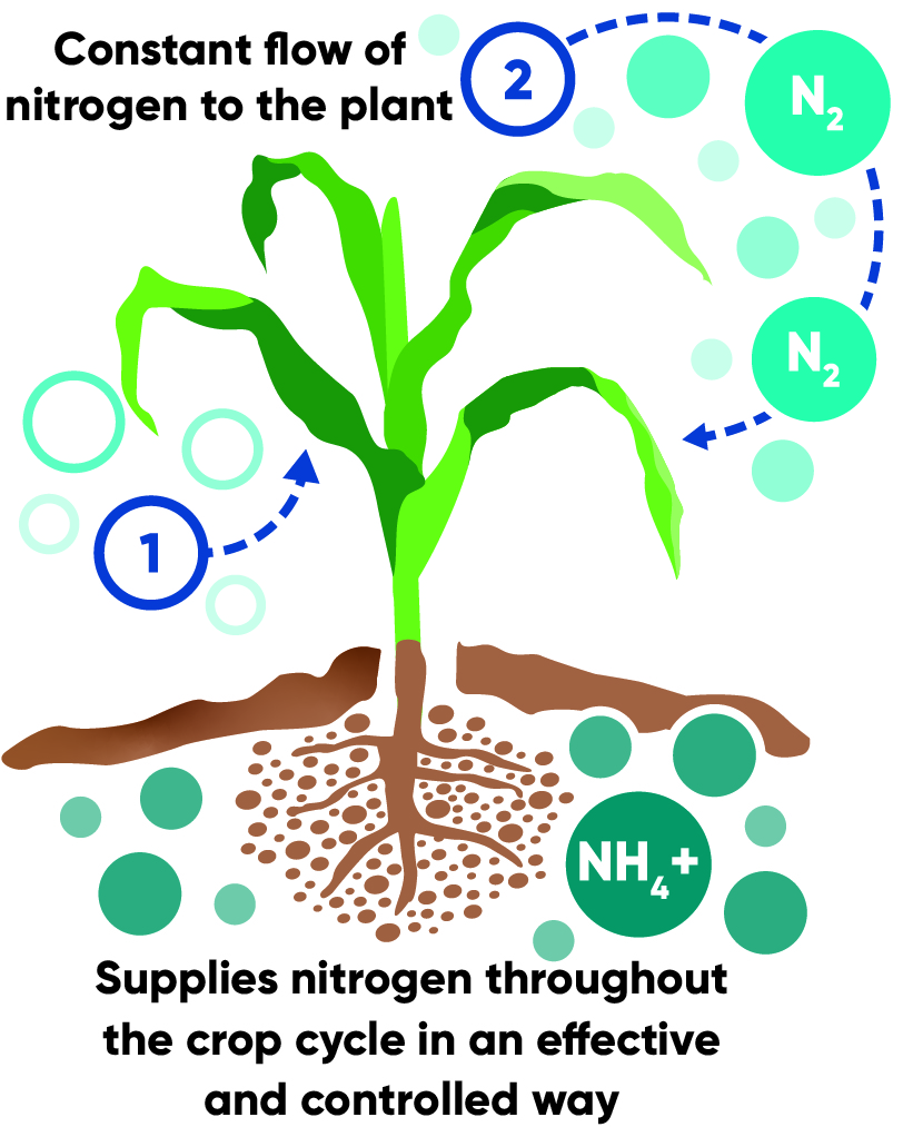 Utrisha N ensures the plant has access to nitrogen all season long, without the risk of leaching 