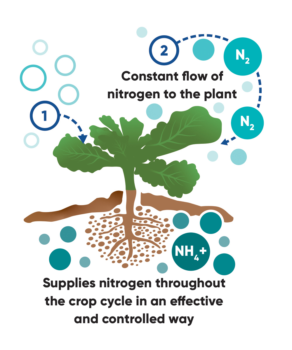 Utrisha nitrogen flow diagram