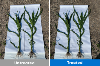 corn treated vs untreated Bio-forge comparison