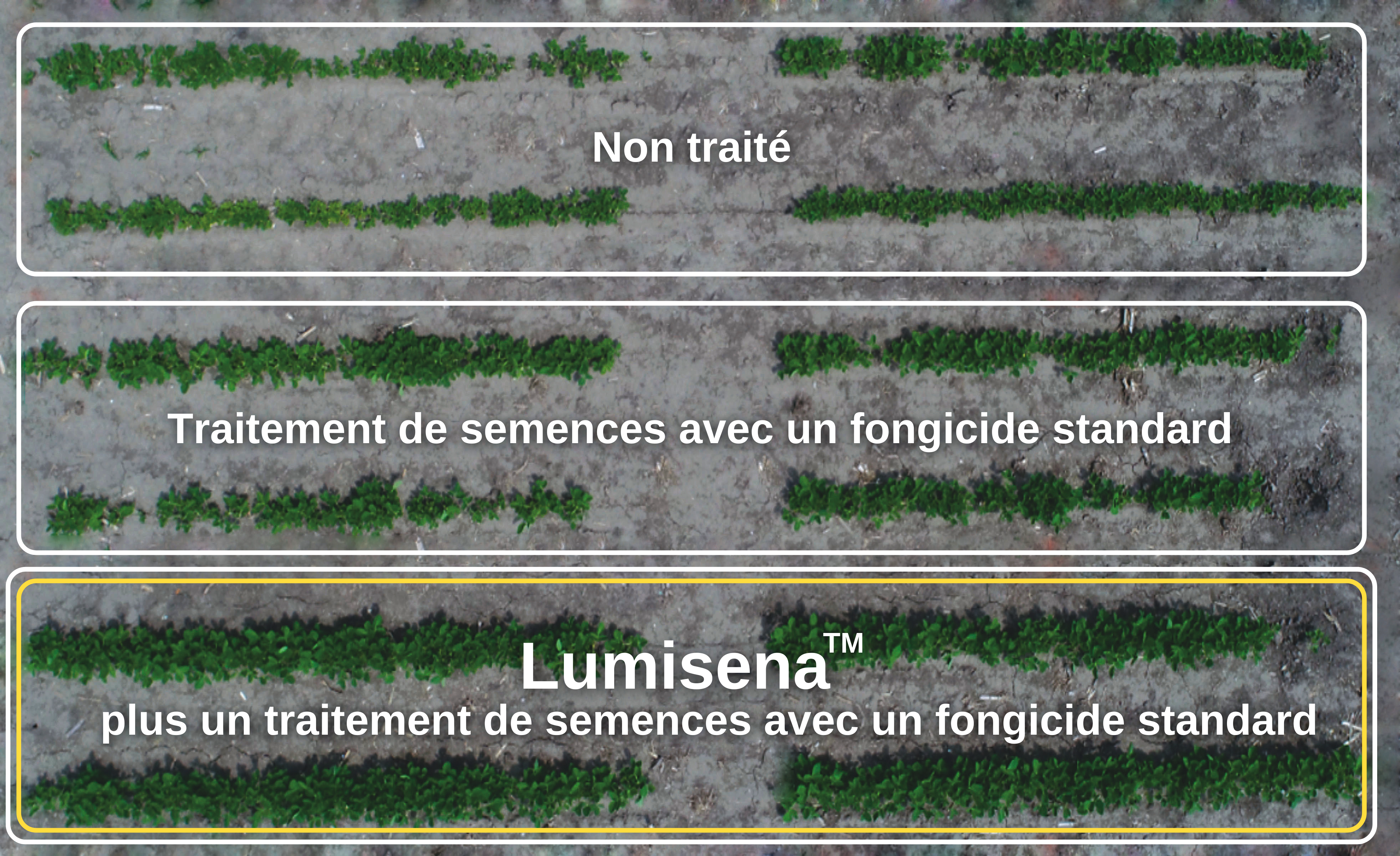 Plot comparisons for untreated, standard treatment and treatment with lumisena