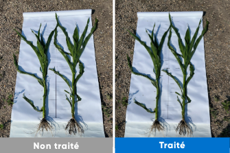 corn treated vs untreated Bio-forge comparison