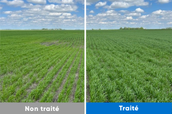 comparison